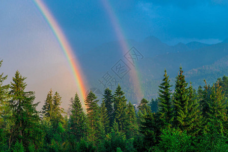 雨后树林上方的两条彩虹近在咫尺图片