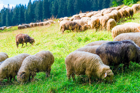 波兰山坡上绿色草地上的一大群羊图片