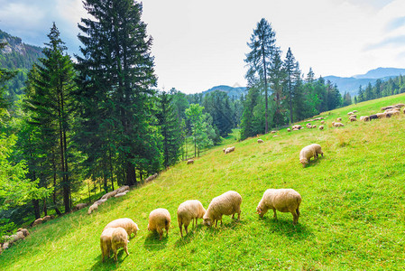 山坡上的羊在草地上吃草图片