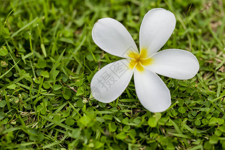 热带花卉鸡蛋花鸡蛋花的分支图片