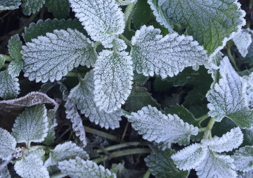 冬天冷冻植物的特写图片