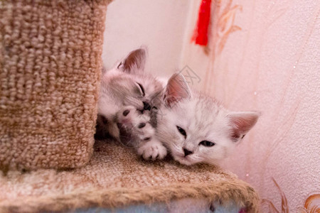 两只睡在猫屋里的白灰色小猫图片
