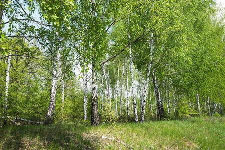 桦树林在阳光明媚和温暖的一天和谐的白桦林荫大道图片