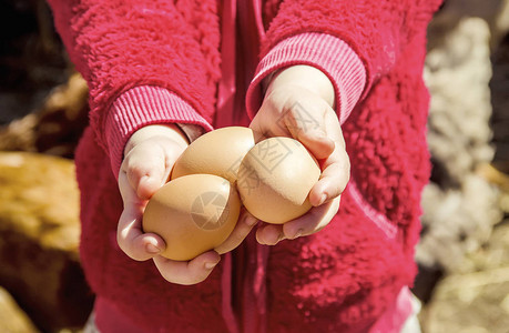 鸡肉家鸡蛋在手头背景图片