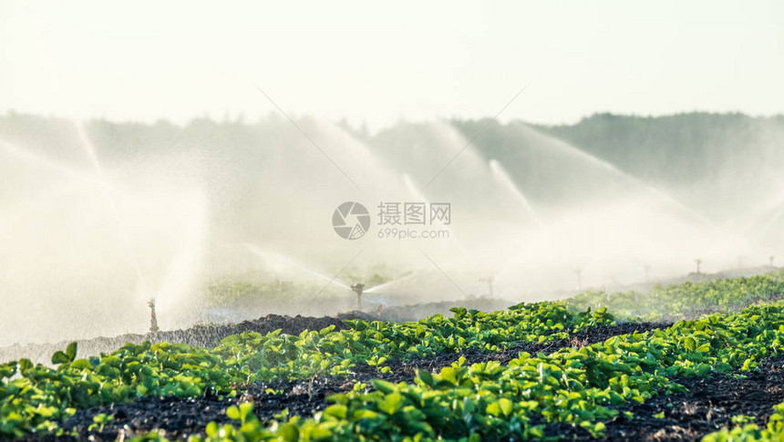 浇灌田地的喷水器使作图片