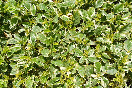 纹理异国花卉的天然植物的绿叶图片