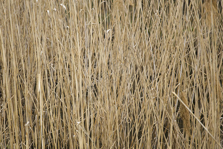 池塘边的稻草特写图片