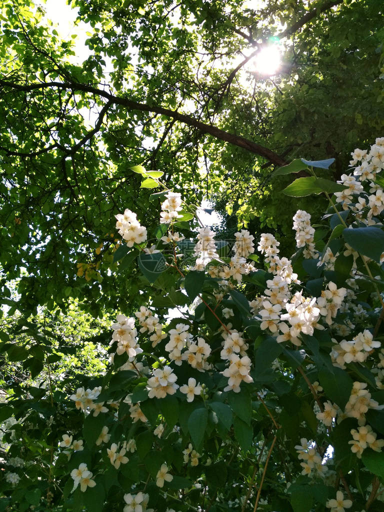 Jasmin模拟橙花朵灌木树枝太阳树叶图片