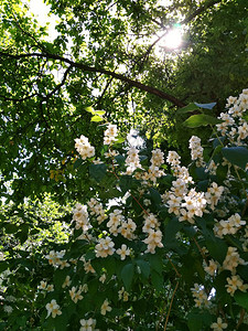 Jasmin模拟橙花朵灌木树枝太阳树叶图片