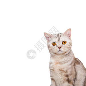 英国种猫的肖像用于广告图片