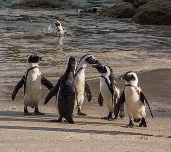 一群非洲企鹅在南部图片