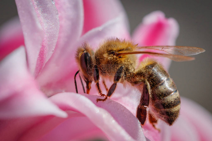 蜜蜂在粉红色的花朵上采集花粉图片