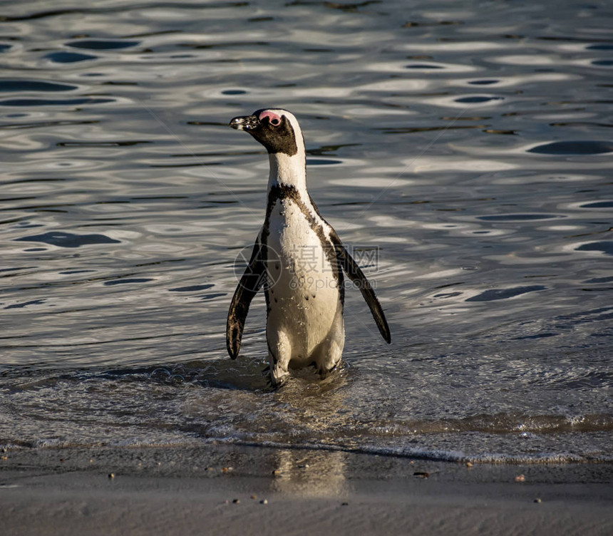 非洲企鹅站在南部非洲海岸的水域上图片