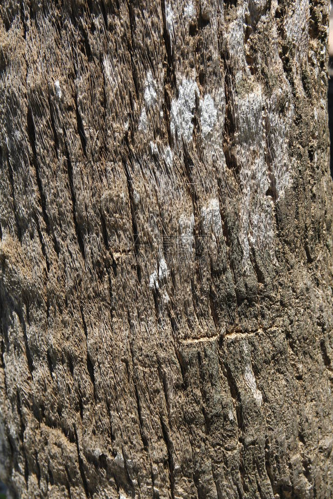 树皮棕榈树木材纹理图片