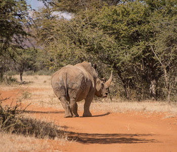 南部非洲草原上的白犀牛河Rhino图片