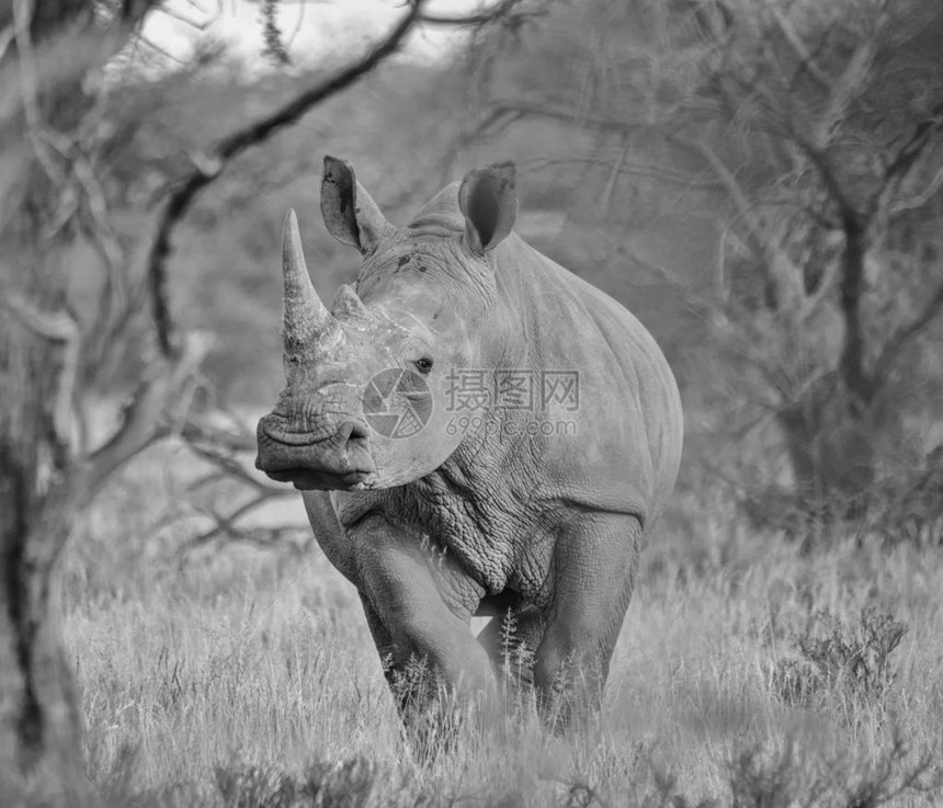 南非北开普角白犀牛Rhino图片
