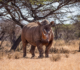 站在南部非洲草原树丛附近的白犀牛WhiteRhino图片