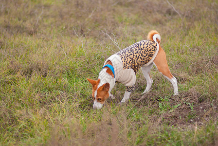 巴森吉狗穿着豹式大衣在秋天田里打图片