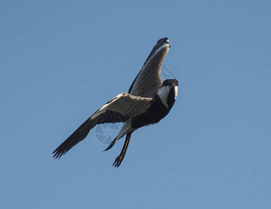 正在飞行的双翼滑长腿飞鸟ploverVanellusP图片