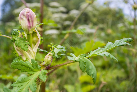 危险有毒植物Heracleum的开花也称为牛欧洲防风图片