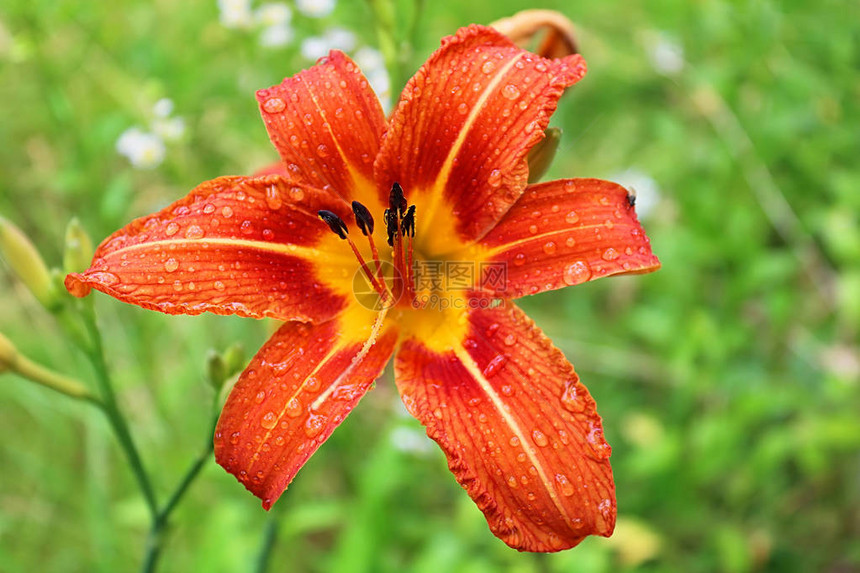 雨后带水滴的虎百合图片