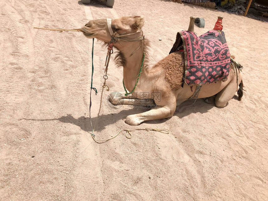 一头巨大的米色强壮骄傲的骆驼的轮廓图片