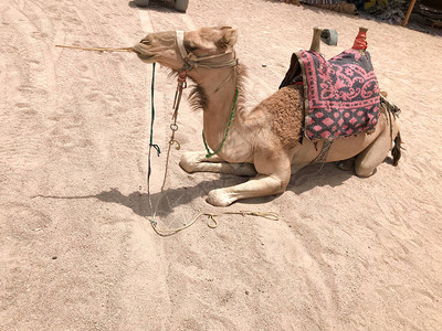 一头巨大的米色强壮骄傲的骆驼的轮廓图片