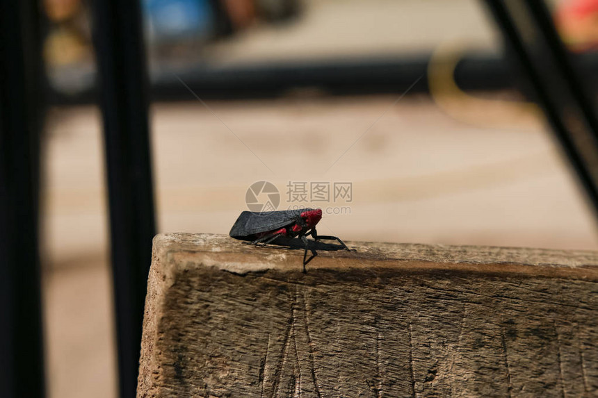 奇怪的黑红蝉很有趣图片
