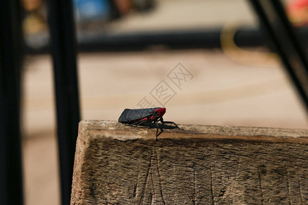 奇怪的黑红蝉很有趣图片