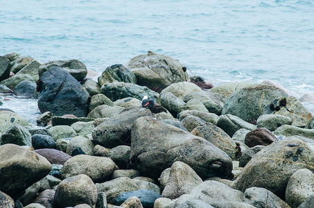 秘鲁利马海边岩石上的海鸥图片