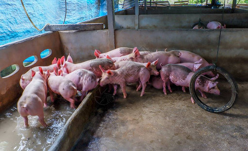 猪圈里的猪一大群年轻的白猪养猪业集约化养殖的猪图片