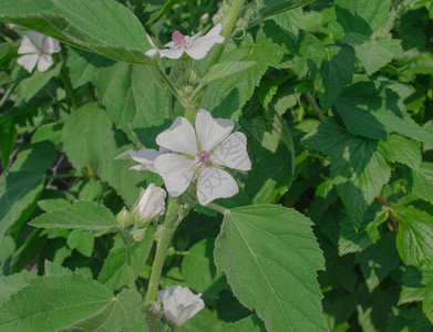 棉花糖Althaeaofficinalis花田间常见的棉花糖图片