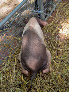 猪在农场里小便图片