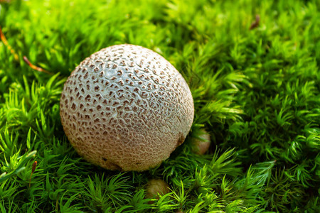 森林苔藓之间的一个蘑菇图片