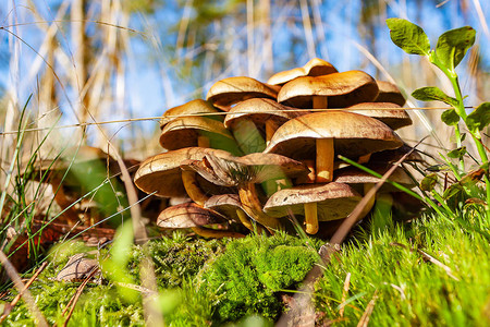 群蘑菇在森林里反对蓝天图片