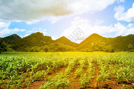 泰国日落时农村地貌山丘和玉米农场都亮图片