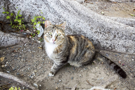 街上流浪猫图片