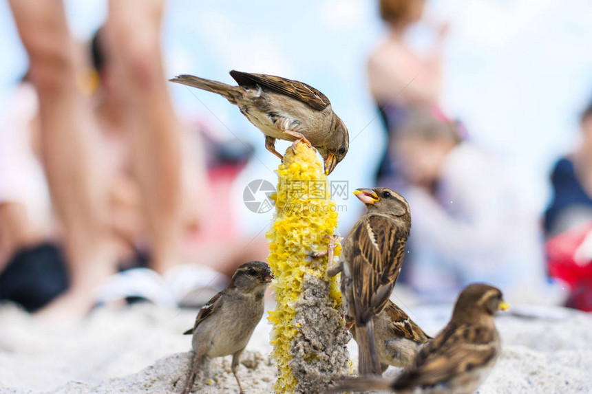 麻雀鸟在阳光明媚的海滩上吃玉米种子人们图片