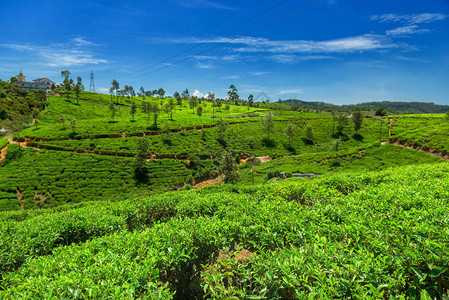 斯里兰卡的茶园图片