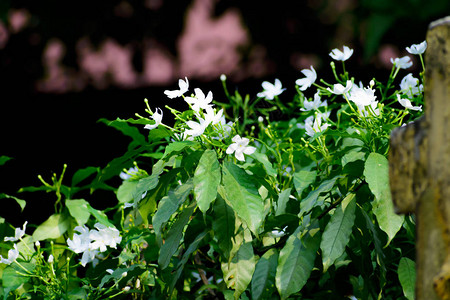 春白花景色浪漫优雅的风华用树叶和图片
