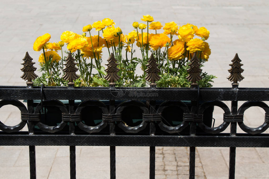 篱笆旁有黄色花朵的花盆图片