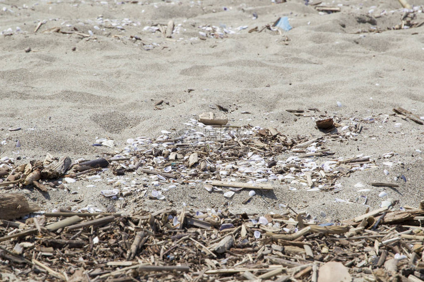 沿海城镇Viareggio附近有冲积碎屑和漂浮木的图片