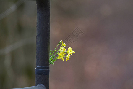 金属管上的黄色小花图片