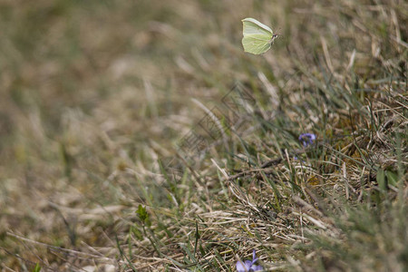 春天草地上角紫罗兰上的硫磺蝴蝶图片
