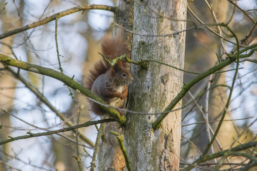 在森林或地恶劣的气候下爬树干上的小松鼠在树干上攀爬图片