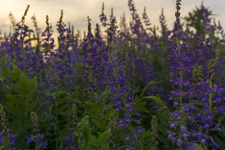 夜晚草地的紫色润滑油花朵在日落图片