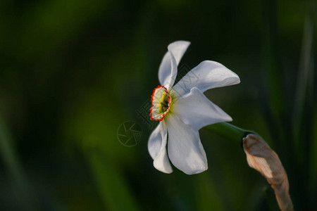 花园里的白花水仙图片