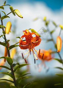 花园里的老虎百合图片