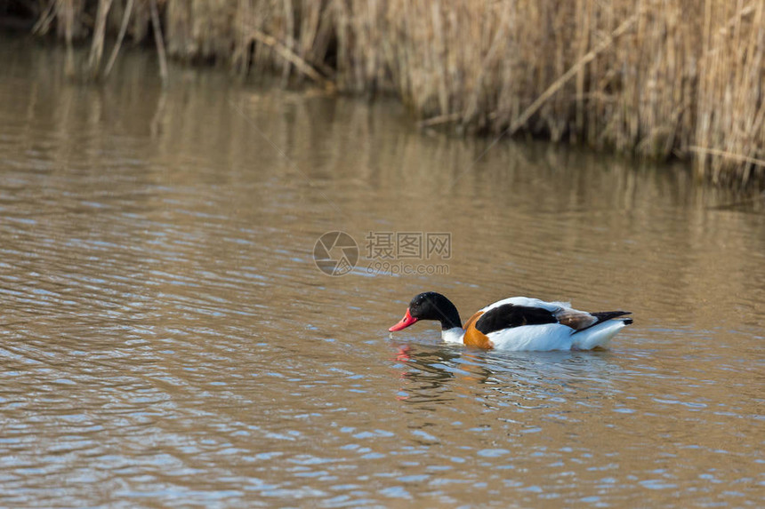 水鸟ShelduckTadornatadorna在英国诺福克自图片