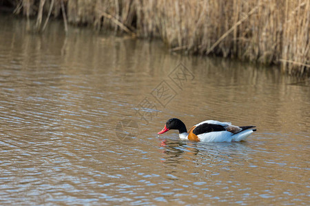 水鸟ShelduckTadornatadorna在英国诺福克自图片